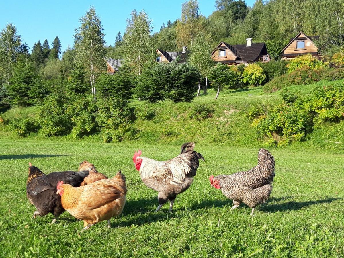 Wilcza Jama - Domki Z Bali Lutowiska Esterno foto
